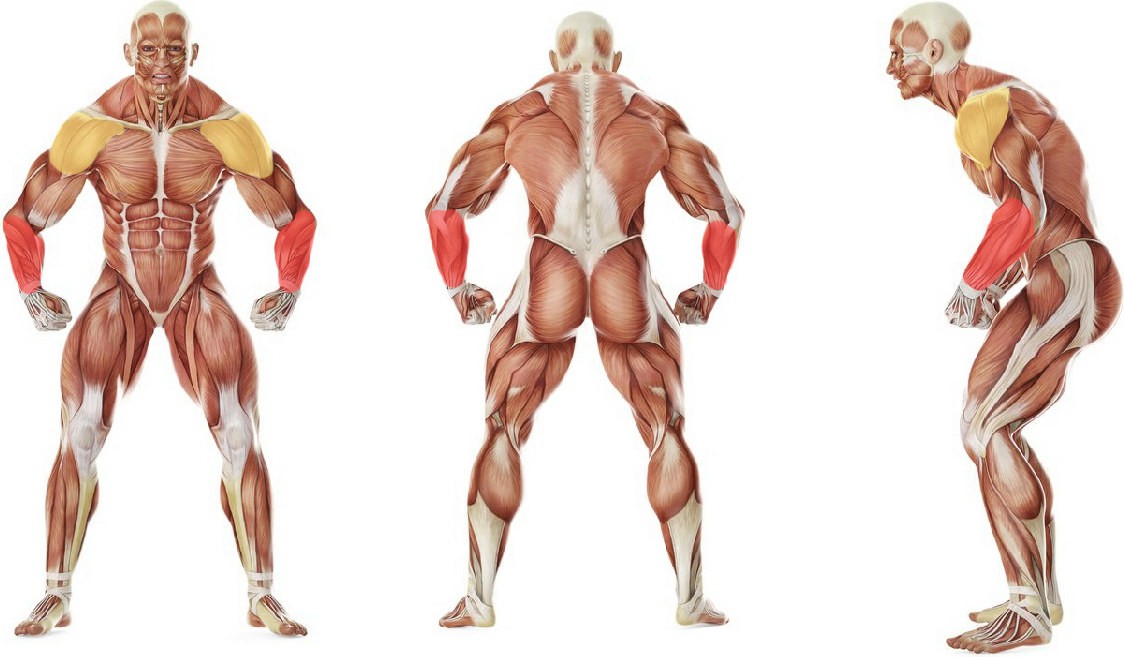 What muscles work in the exercise Wrist Roller