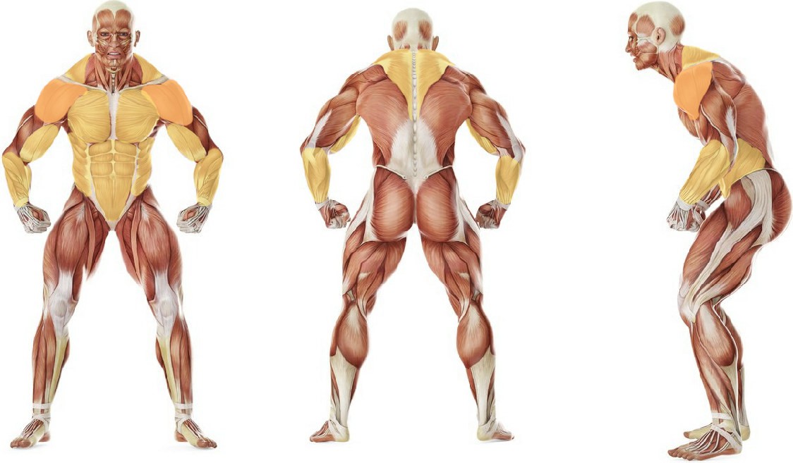 What muscles work in the exercise Ring Dips