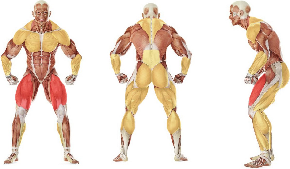 What muscles work in the exercise Tire Flip