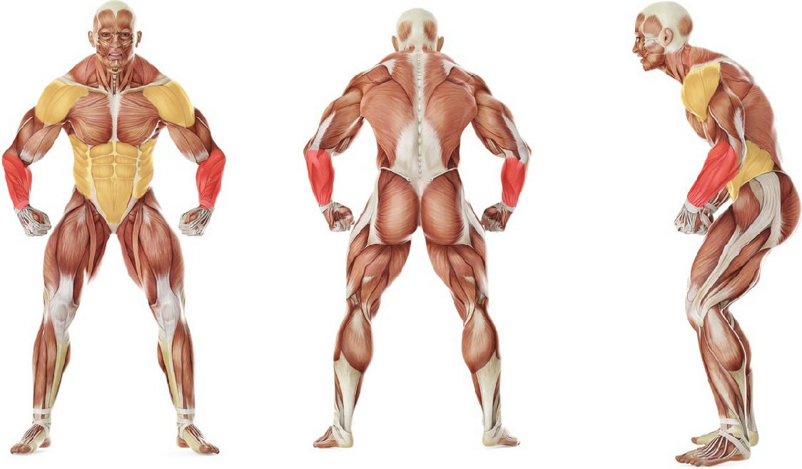 What muscles work in the exercise Isometric Wipers