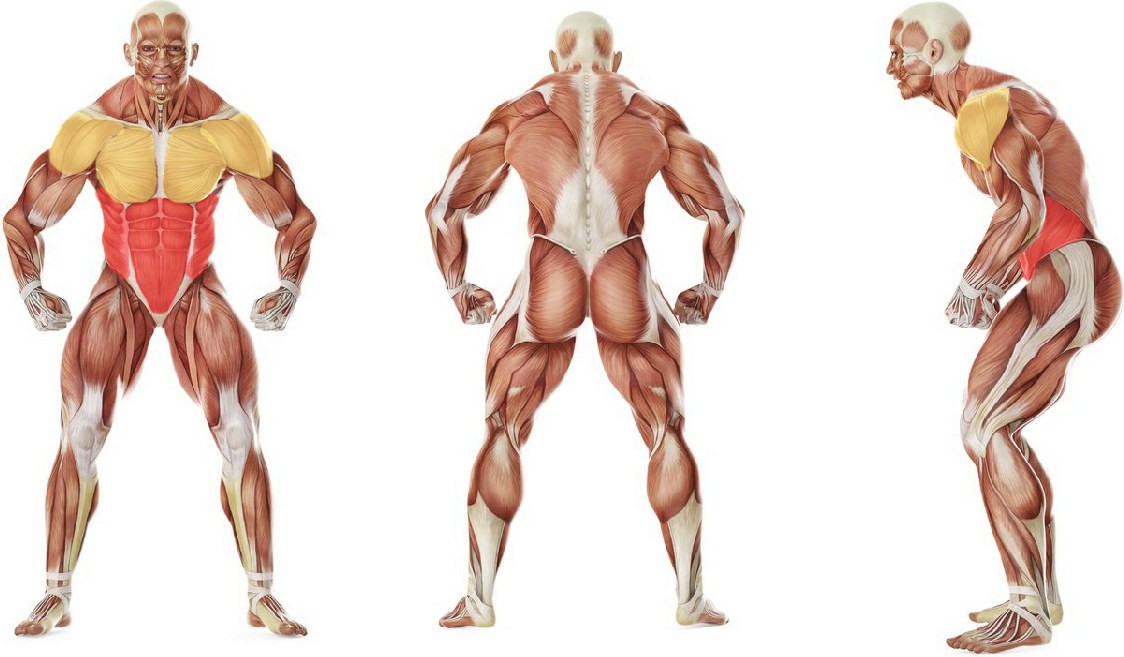 What muscles work in the exercise Pallof Press With Rotation