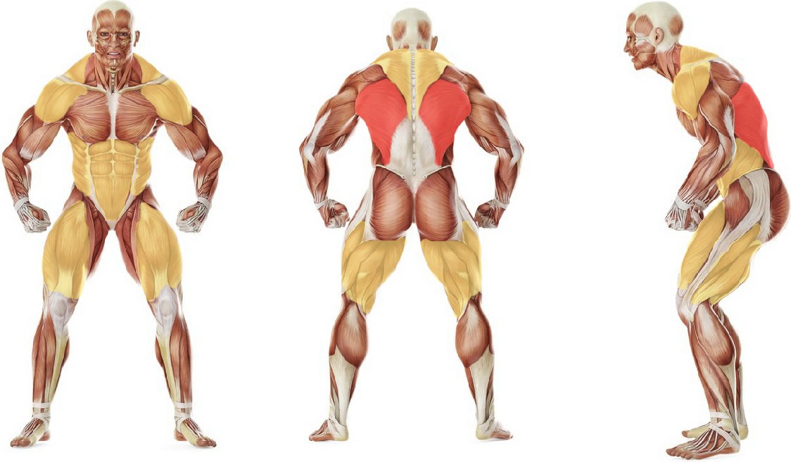 What muscles work in the exercise