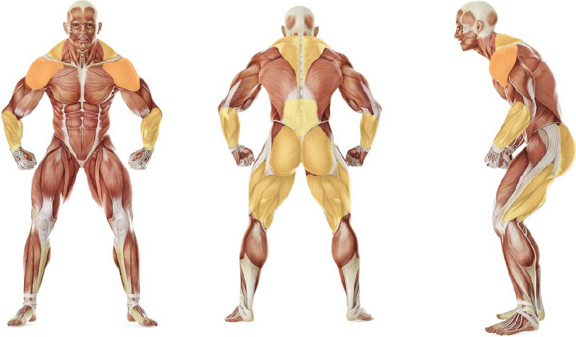 What muscles work in the exercise Circus Bell
