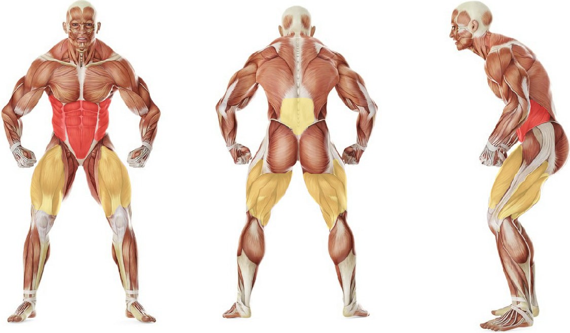 What muscles work in the exercise The GHD Sit-up